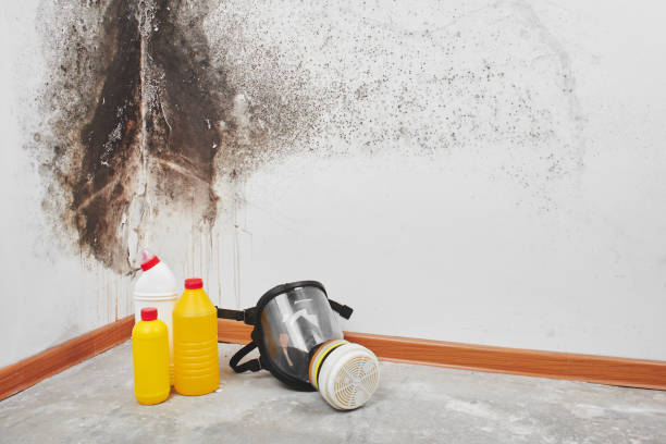 Best Commercial Mold Removal  in Glen Burnie, MD