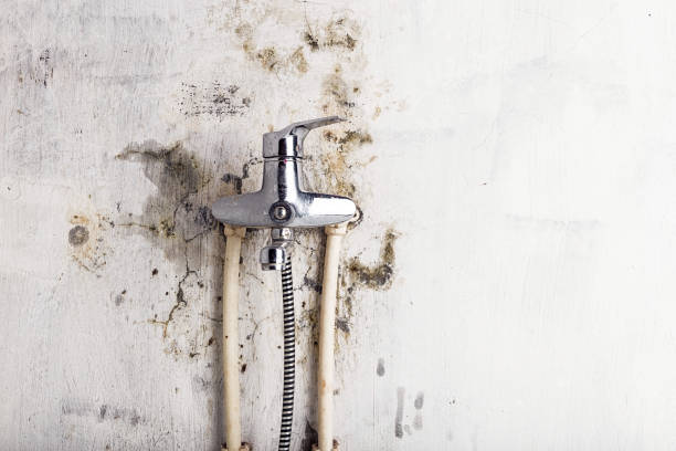 Best Same-Day Mold Removal  in Glen Burnie, MD