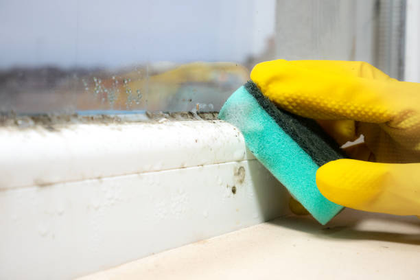 Best Mold Testing  in Glen Burnie, MD