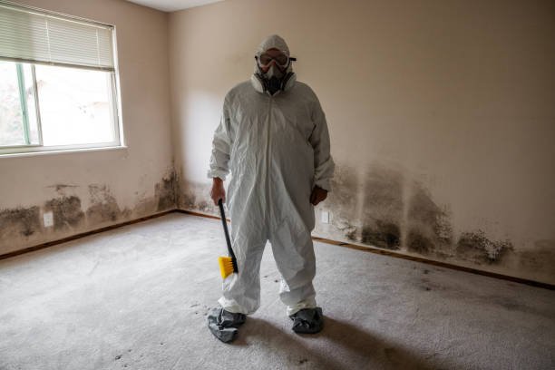 Professional Mold Removal in Glen Burnie, MD