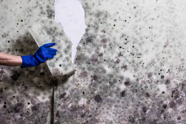 Best Mold Removal Company Near Me  in Glen Burnie, MD